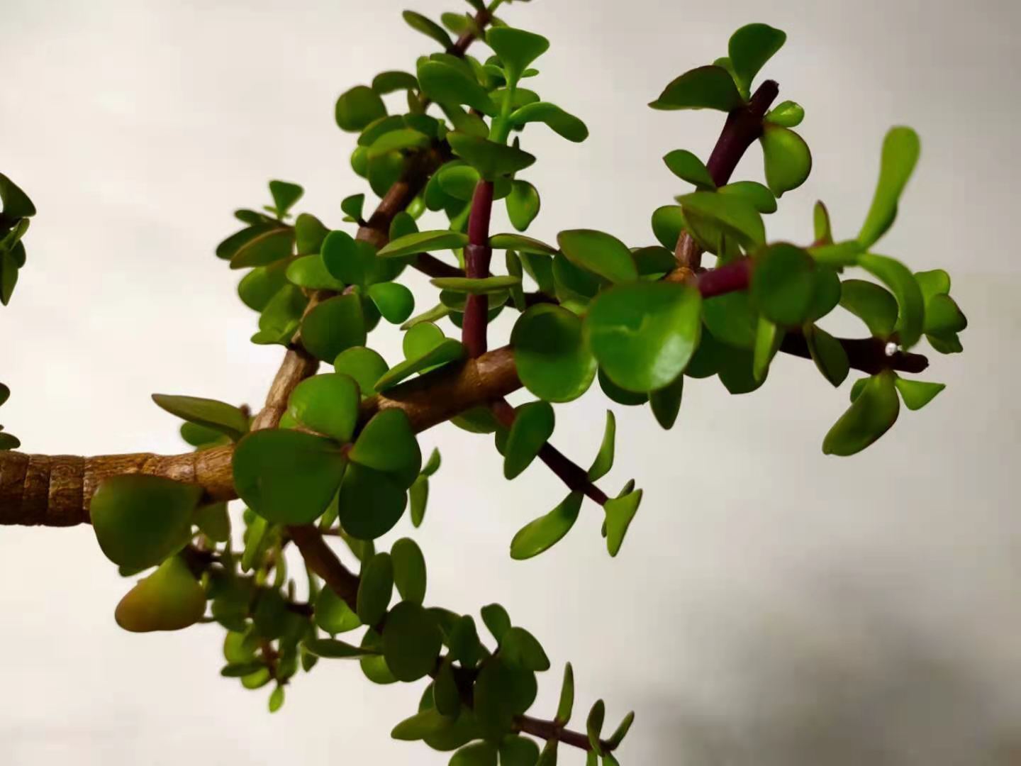 叶片|养护金枝玉叶,掌握2个小技巧,叶片翠绿,枝干粗壮