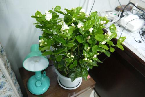花香味|夏季养茉莉,学会这“3招”,开花开不停,花香味十足