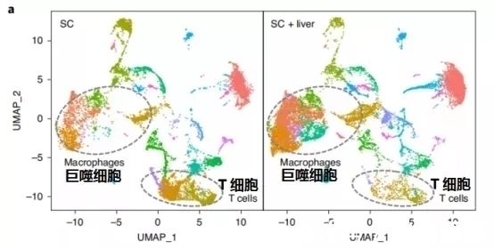 小鼠|让肺癌治疗失效的元凶竟然是它!逆转方法如此简单—抗癌管家