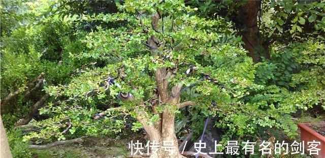 光照|黄杨盆景姿态优美是如何制作的后期养护，盆景制作方法在这里！