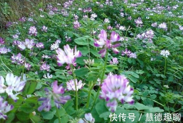 春天里|紫云英花——那是我的思乡之花