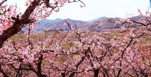 辽宁这座免门票的“桃花岛”，趁着五一假期去赏花吧！