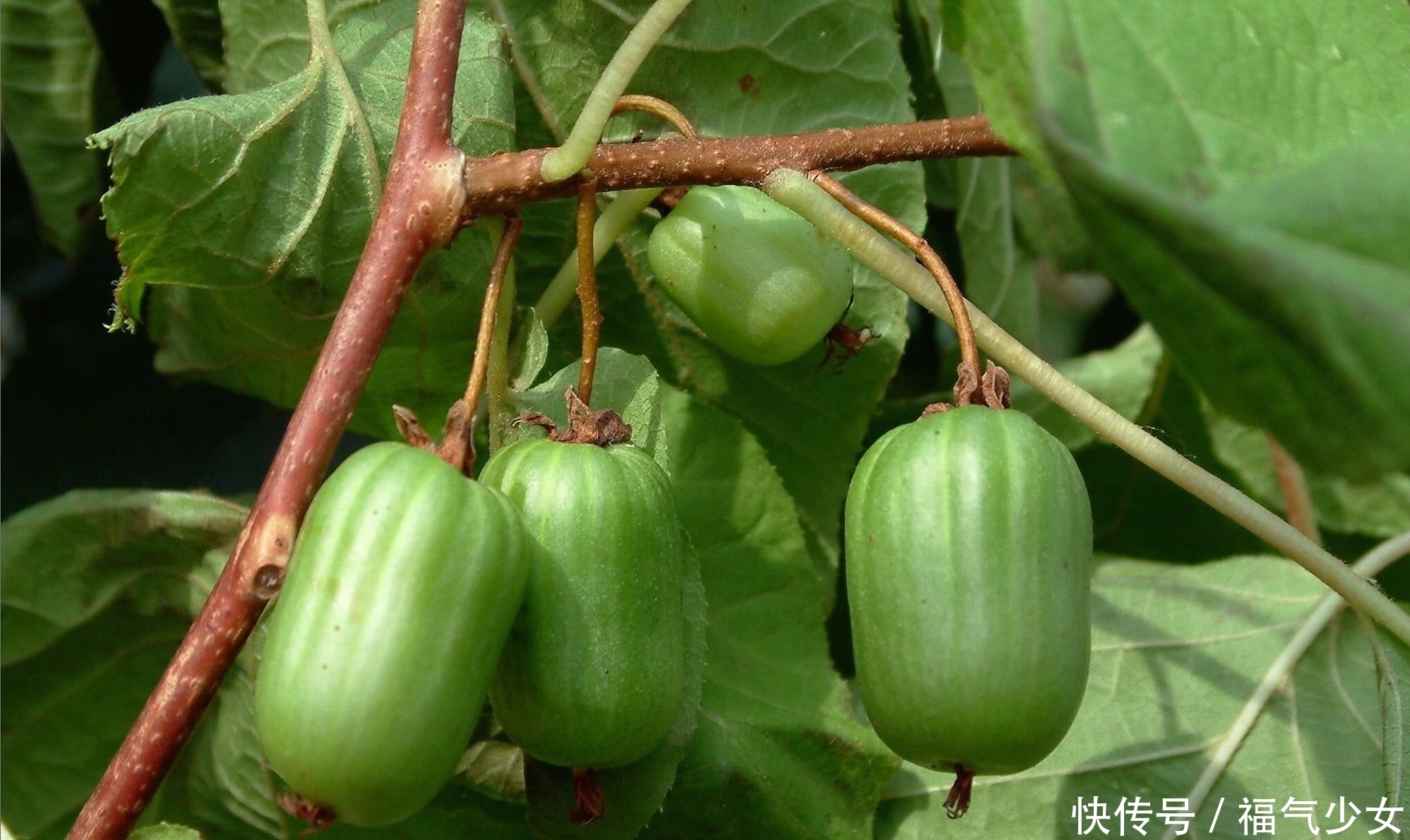 山里这种野生物,外貌看似很普通,价值却不一般,遇到了别客气