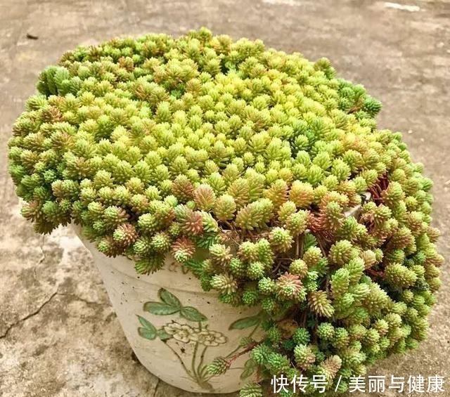 相见恨晚的“多肉爆盆法”,挑个心,切一刀,新芽多到溢出盆!