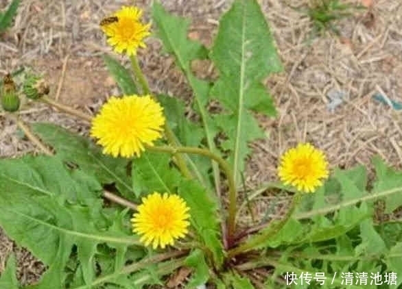 搭配|蒲公英被称为养生高手，这4种搭配，医生都夸养生效果好！