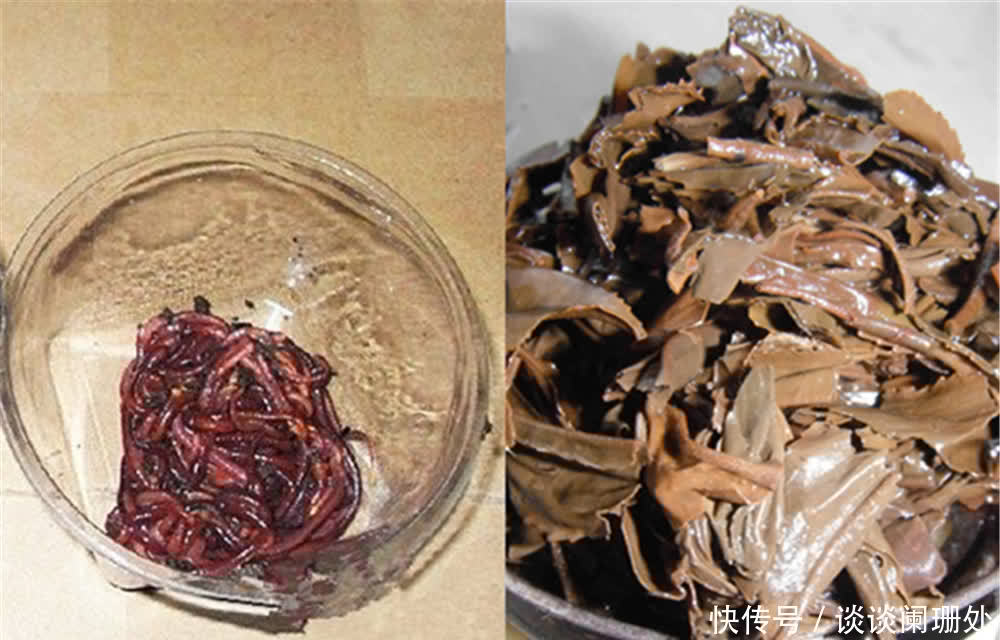 蚯蚓被钓鱼人称为万能饵，直接使用只是初级版，加强版你会用吗？