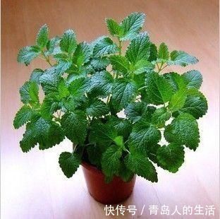 这几种花卉养家里吸毒气,轻松好心情,让你健康长寿