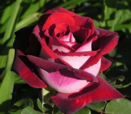 衬裙|喜欢养花,就养盆“珍稀玫瑰”奥西利亚玫瑰,优雅外在,纯白内心