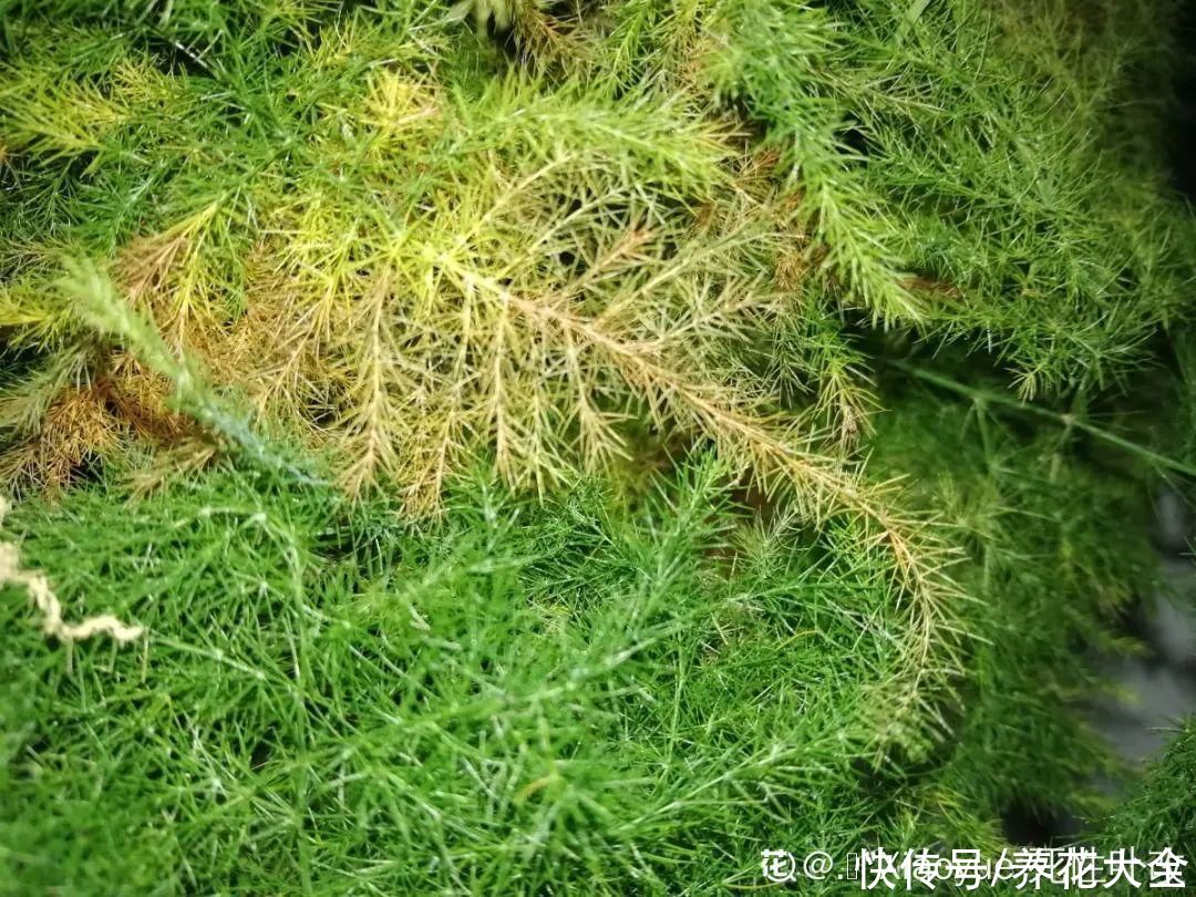 月季|养花“黑名单”实在太难养，心累