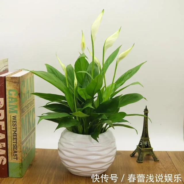 客厅最旺宅的6种花，一种比一种好养，一棵比一棵好看