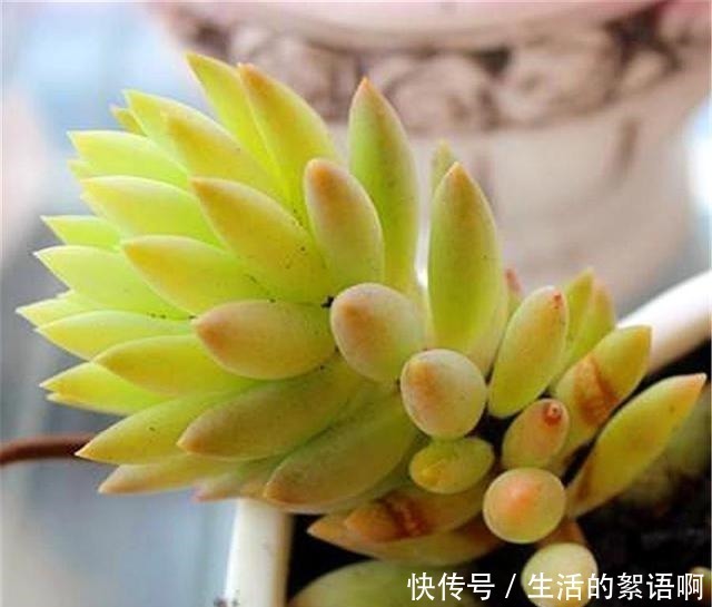 多肉中的“吉祥佛祖”,上色简单爆头快,最容易养成悬崖桩!