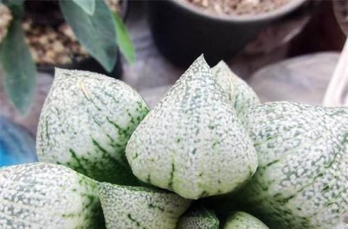 浇灌|这多肉是“迷你萌”，个头矮小长不高，叶片很“闪”，简单易成活