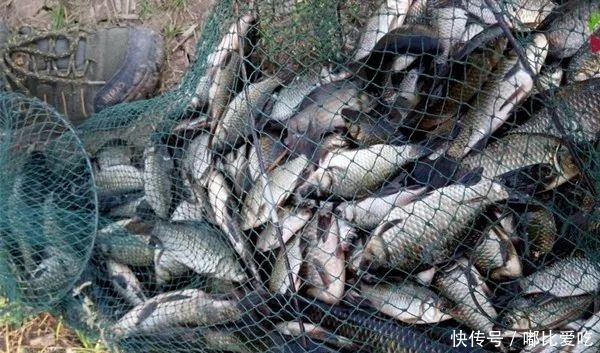 冬季钓鲫鱼,枯草之中有“大货”,用这种钓法,大鲫鱼连竿上!