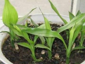 放错|家养富贵竹总是长不好?位置放错了活不长,几个小技巧知道吗