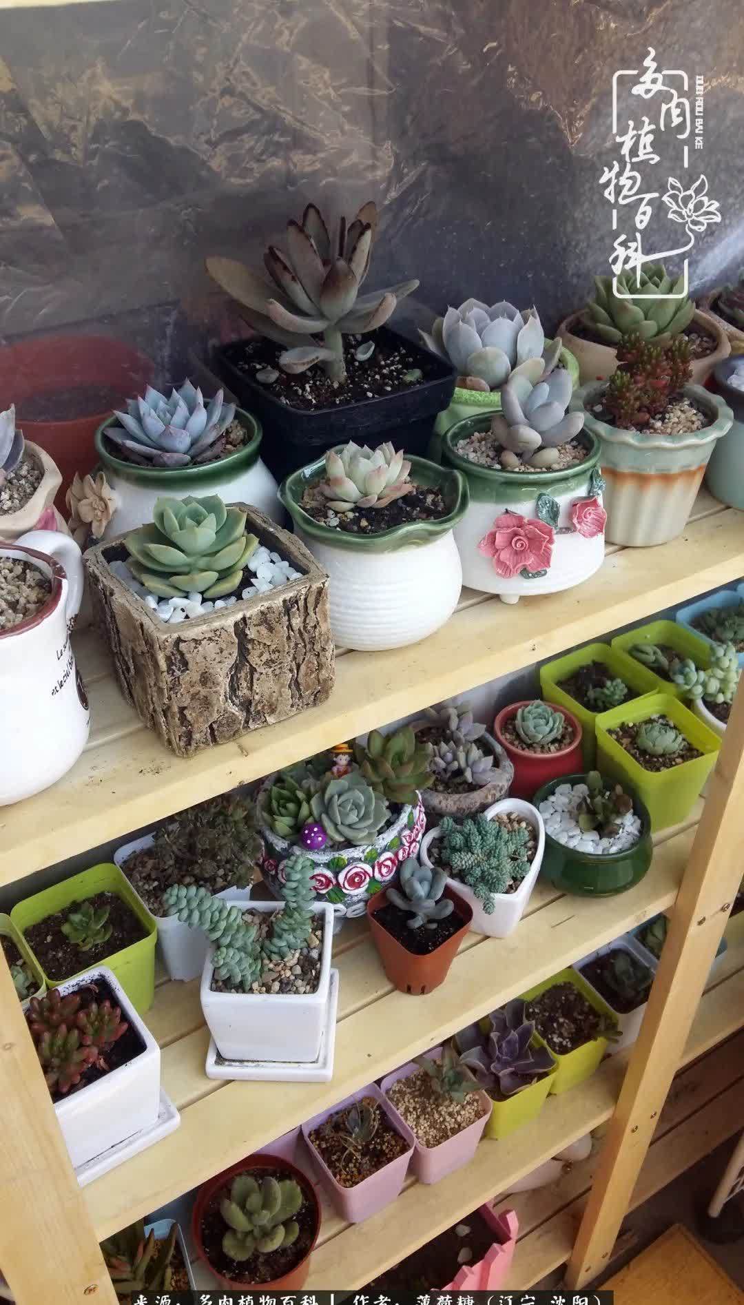 沉淀|用多肉记录时间的沉淀!