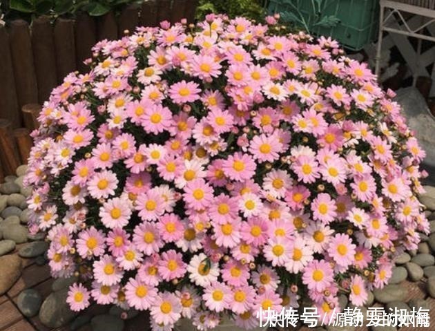 长高|家中常见的4种花,不能让它长太高,一长高就得剪,越剪越开花!