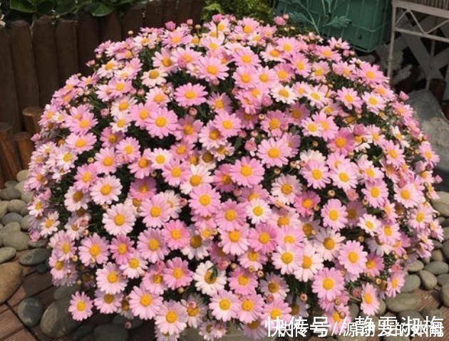 长高|家中常见的4种花，不能让它长太高，一长高就得剪，越剪越开花！