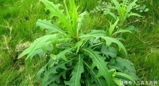山萵苣|農村一種遍地可見的野草,過去用來喂豬吃,城里能賣30元一斤