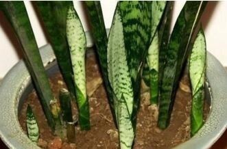 养金钱树虎皮兰，2周浇一壶“催芽水”，呼呼冒新芽，比花肥有效