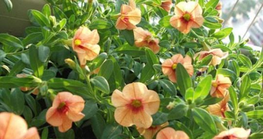 肥料|喜欢养花不如选“百万小铃”,花色丰富,数量繁多,四季开花不断