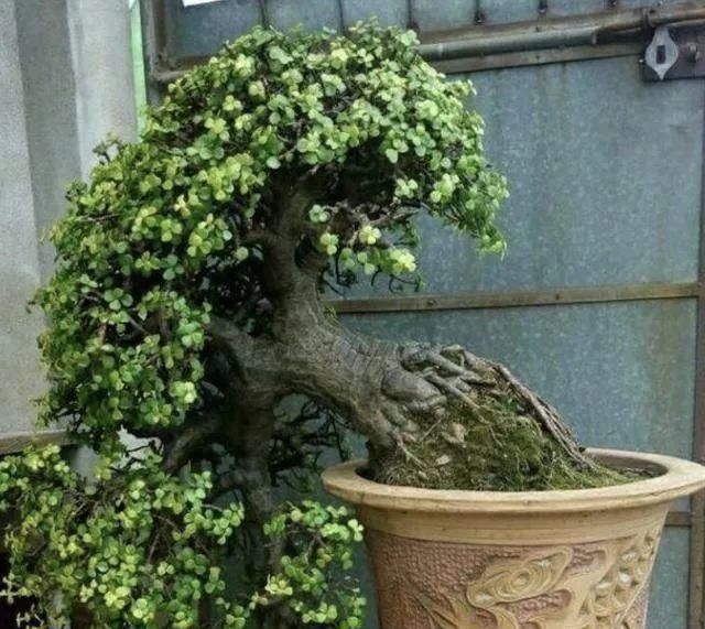 金枝玉叶拔起来养,造型惊人,身价能翻几百倍