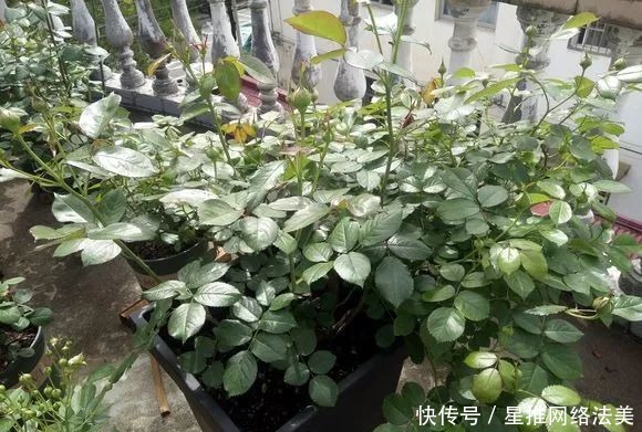 冬天3种花怕热,一热就落花落蕾,放在凉爽的地方最好!