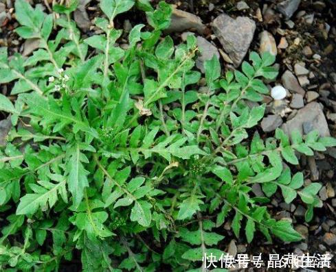 鸡枞菌鸡枞菌|乡下的几种野菜，作为农村人的我都没见过几种，你认识吗