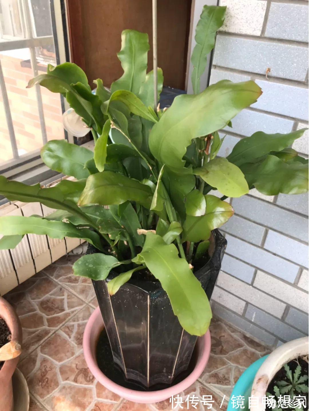 这花真稀罕,刚开花就被掐光了,花钱未必买得到!