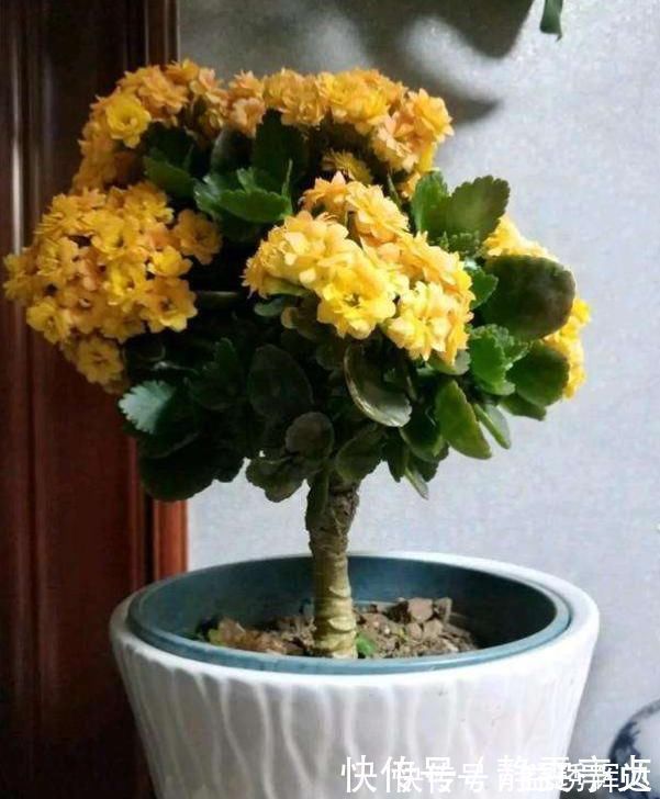 聪明人把长寿花嫁接在老桩上,爆盆简单开花多,一盆花全是花枝