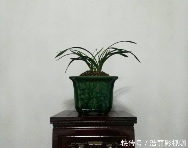 养兰|怀疑人生了,养护一年的兰花总是僵苗不见长,脱盆以后发现小秘密