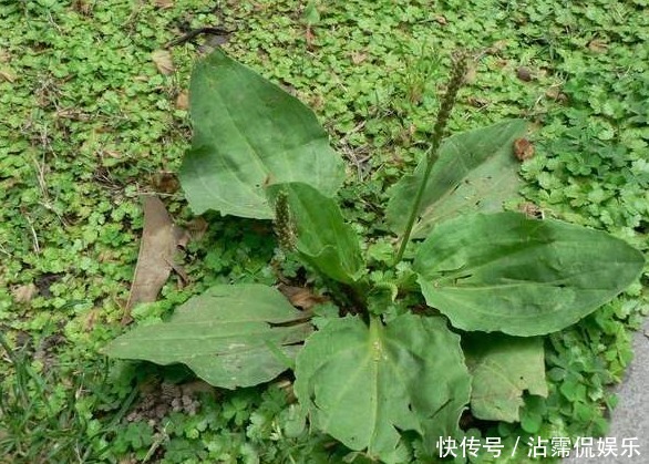 中年|车前草的药用价值太大了，除了保肝护肝，你不知道好处太多了