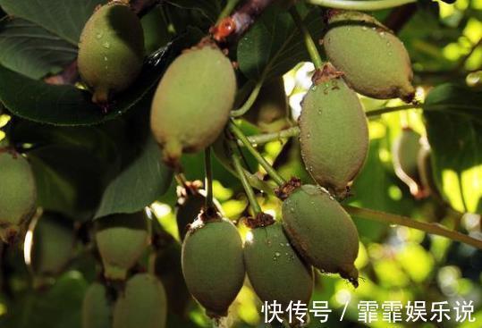 滋养|皱纹多半“讨厌”5类水果,女性常吃,或能滋养肌肤,显年轻