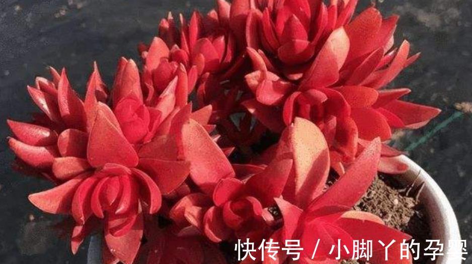 火祭|适合新手的多肉火祭,颜色鲜红长成手捧花,养在家里真喜庆