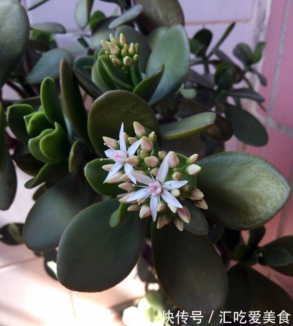 适合新手养的2种盆栽,挺拔秀丽花色美,容易养活很优良