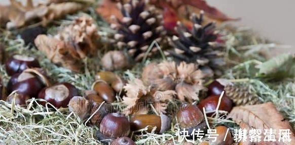 保存板栗不要直接放冰箱,良心果农教你一招,放一年也不发黑生虫!