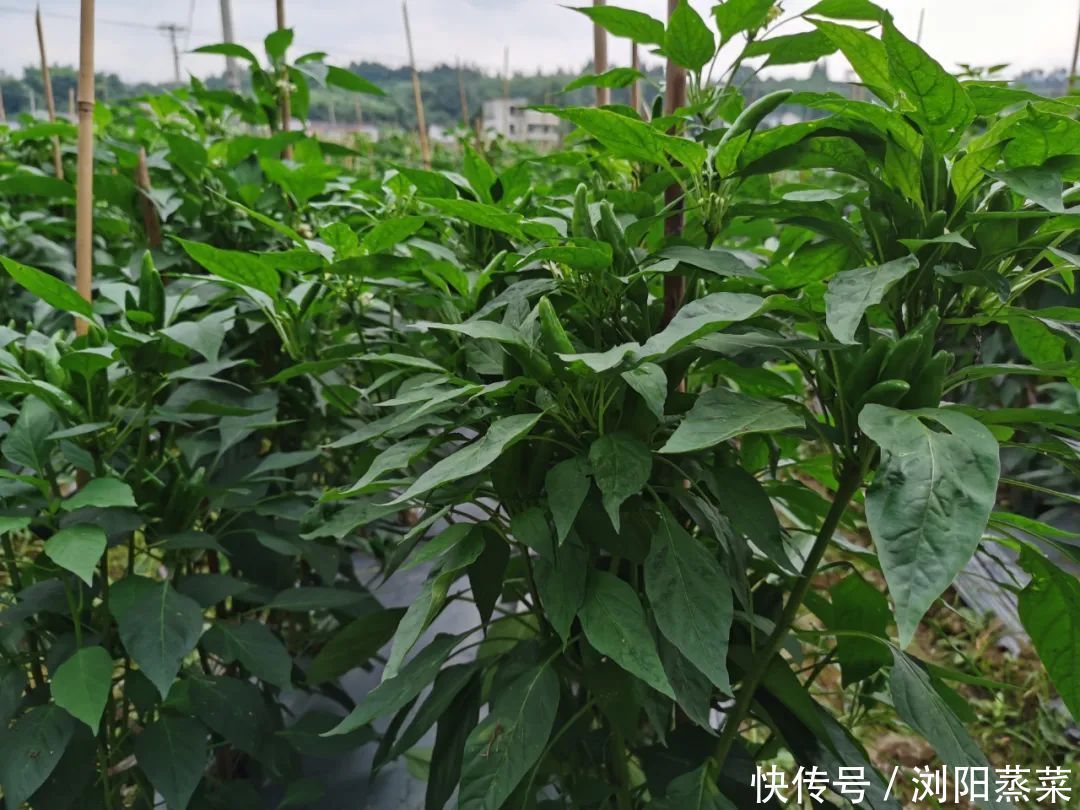 浏阳蒸菜:湘菜中的一支,有辣椒味道更足!