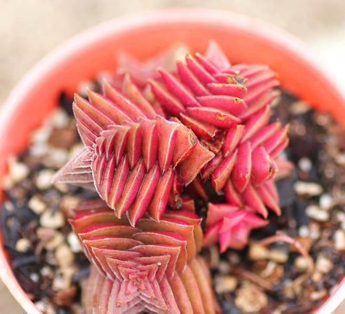 4种多肉，容易繁殖，一盆变多盆，下个“养肉大户”就是你