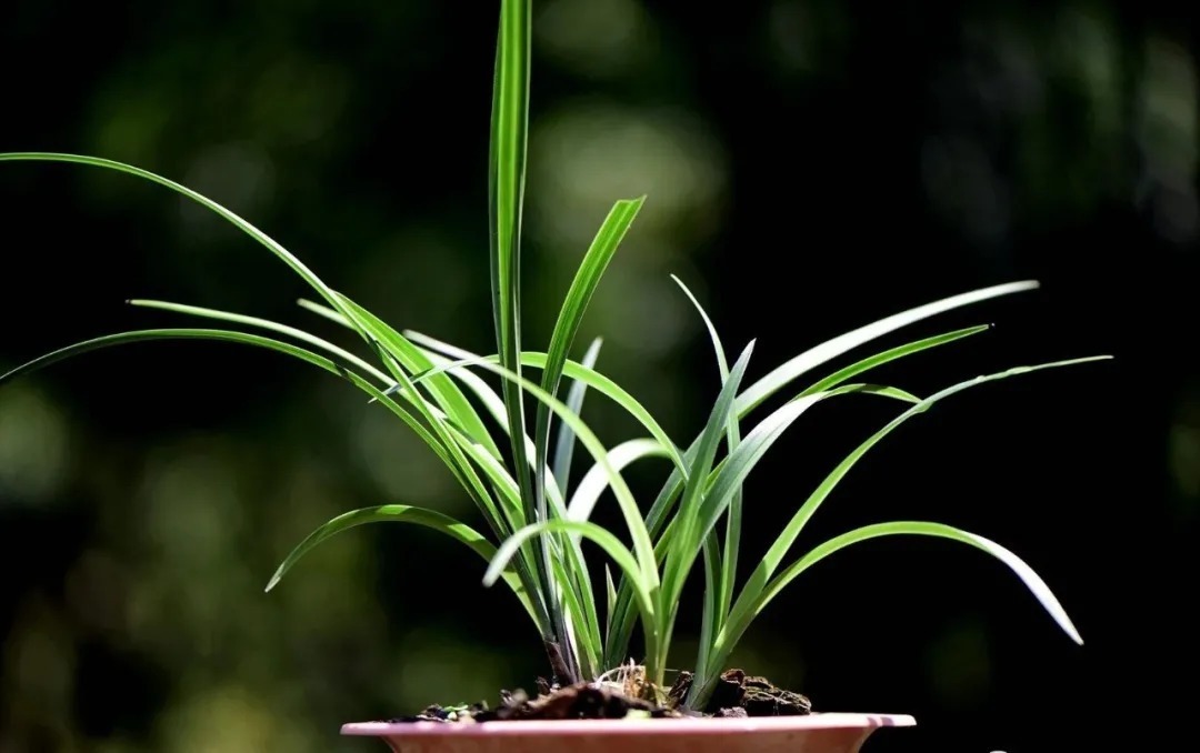 技巧|夏天养兰花,传染病是如何传播的?掌握几个技巧,避免兰花患病害