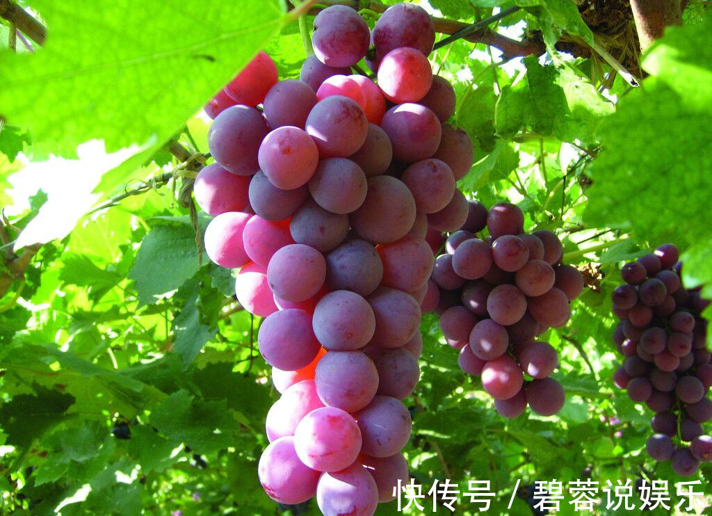 禁忌|吃葡萄有三个禁忌,尤其是第2个很多人经常犯错误!你清楚了吗