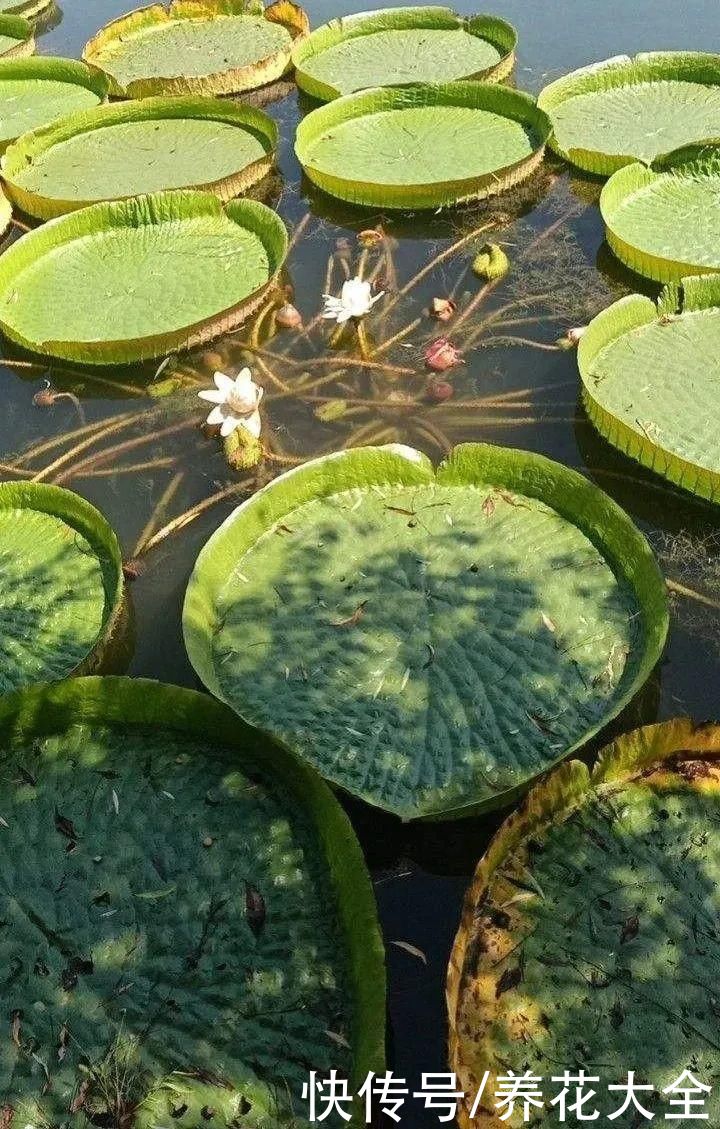 叶片|10种花太能喝水,一天一瓢水,7天爆满缸