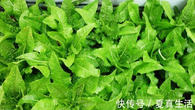种菜|别人养花，她却种一楼顶菜，多得吃不完都送邻居了