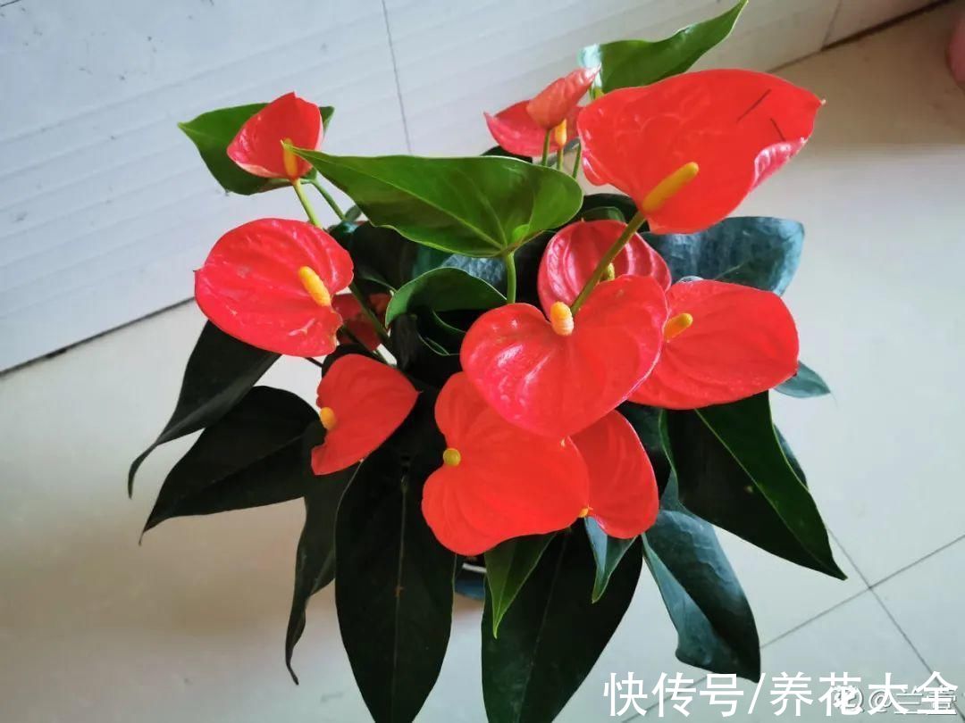 10种“怕晒花”,越晒死越快,半阴地儿反倒长得旺