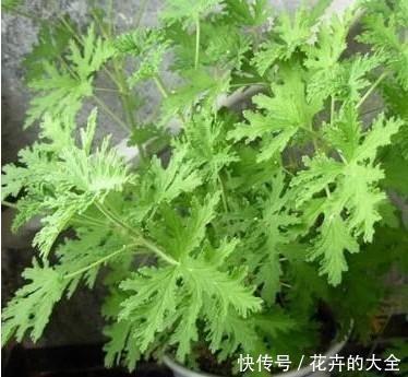 此7种健康花，养家里空气清新病菌少，看看你家有吗