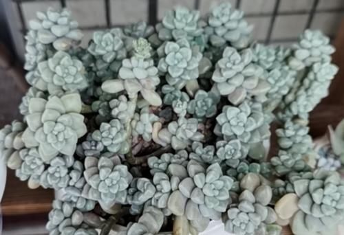 给大盆的丸叶姬秋丽多肉换盆是个技术活，弄不好它的叶片就会掉光