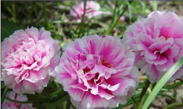 此花一开就是365天,便宜好养又好看,沾土就活,不会养花就养它