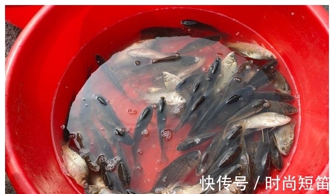 香酥|无论煎什么鱼,不要直接倒油煎,多加一步,鱼皮不掉更香酥