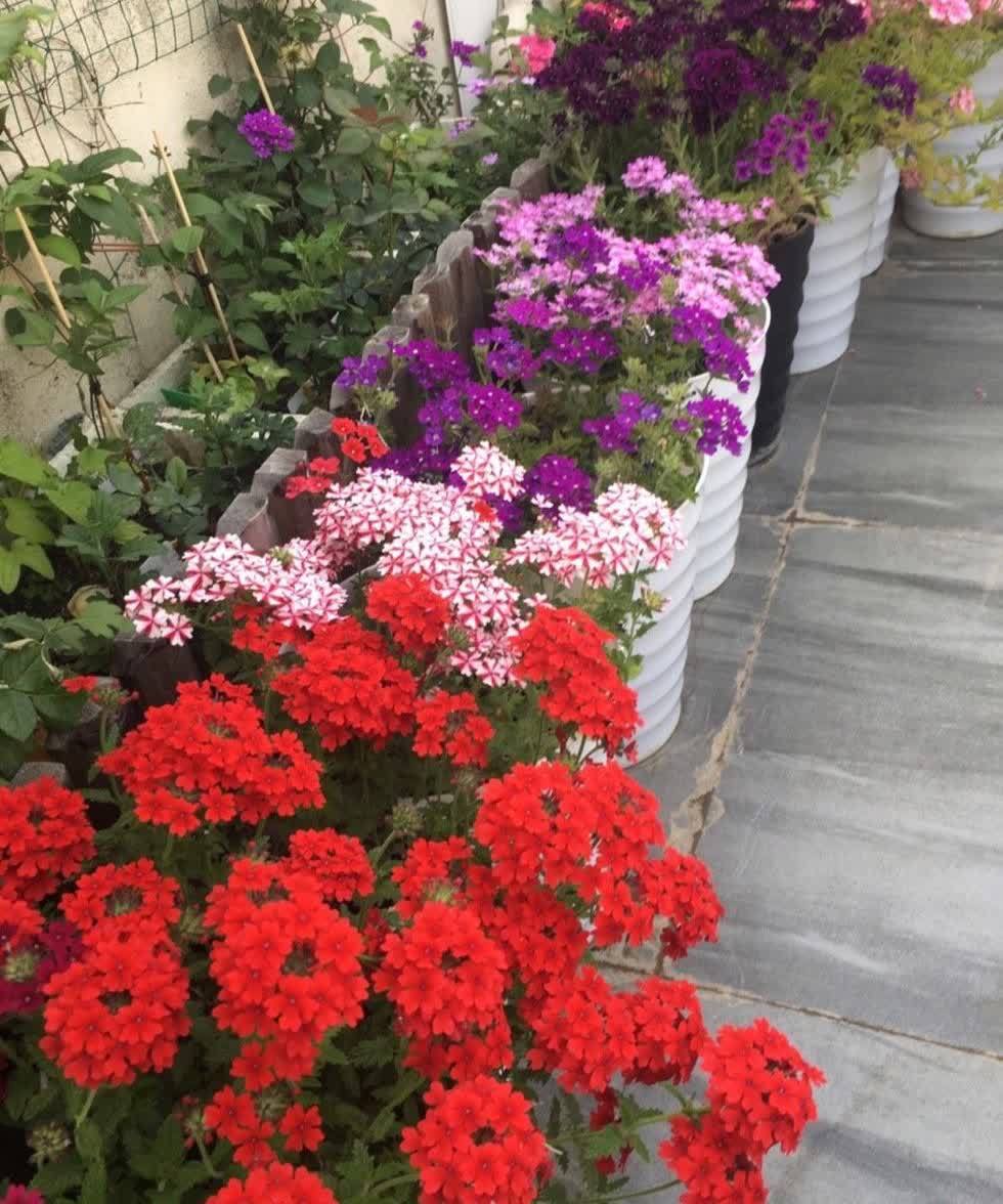 风雨兰风雨兰|集美貌与好养于一身的“3种花”,不怕高温暴晒,三天两头开花