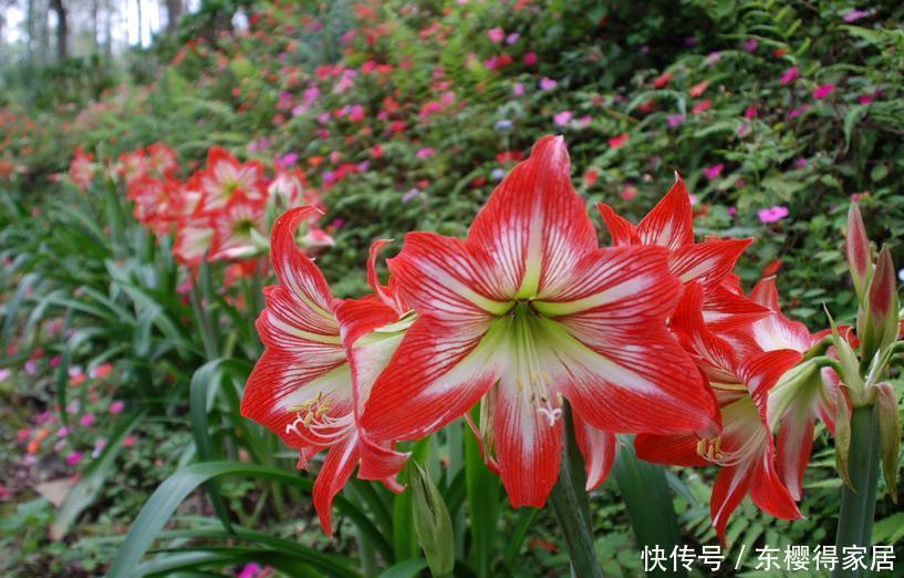 徒长|朱顶红没有光照能开花吗?缺光会发生什么不良反应?