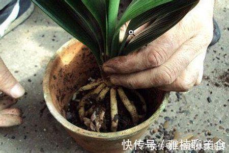 花生壳|无论养什么花，加3种“东西”，啥花都疯长，根粗叶绿，开花多