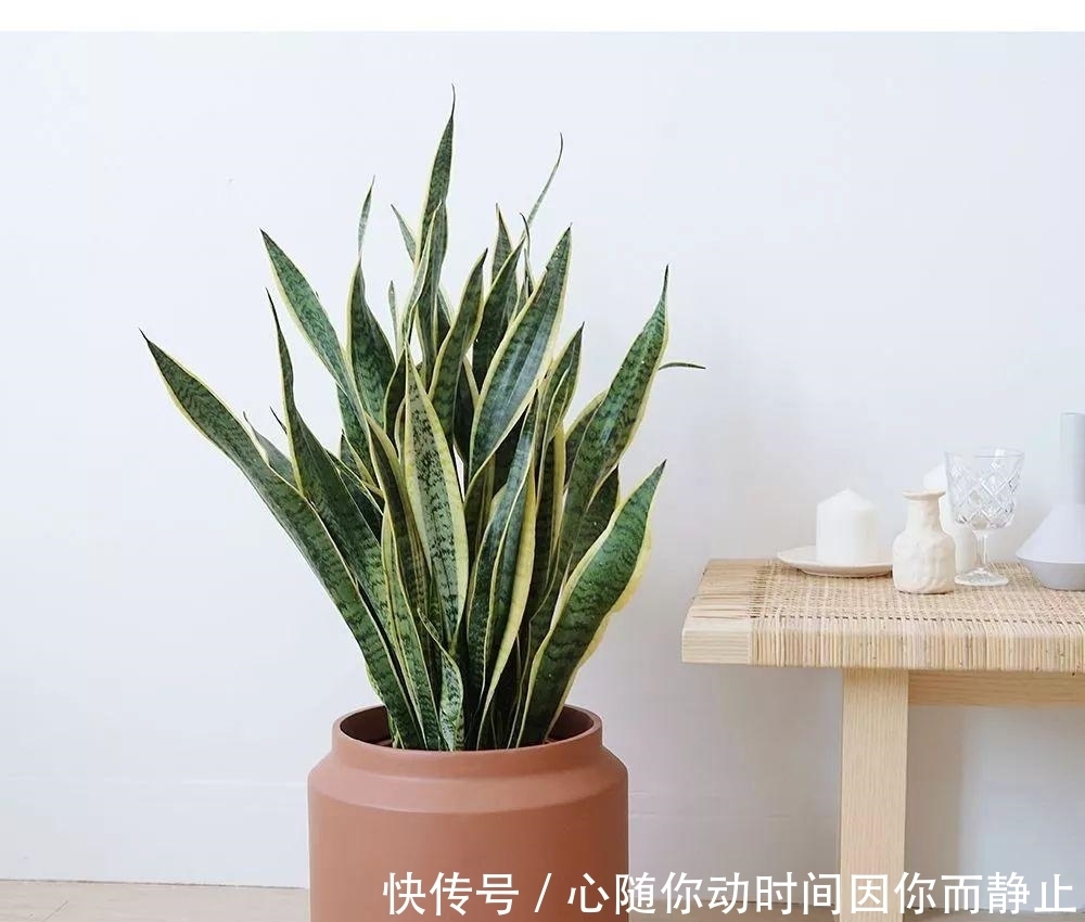 5种常见植物缺水信号,怎么处理呢?看情况分别对待